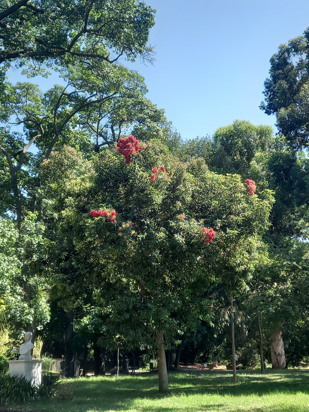 2023 06 30 Corymbia ficifolia 1