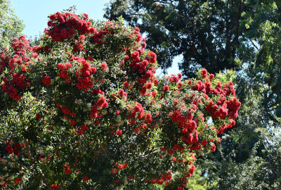 Fiorisce l’eucalipto a fiori rossi