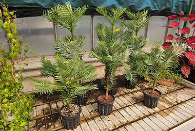 Sei esemplari di Wollemia nobilis sono arrivati all’Orto Botanico di Napoli