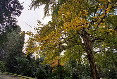 Il giallo e il verde del Ginkgo