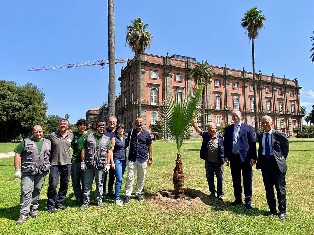 2025 06 19 Palma a Capodimonte2