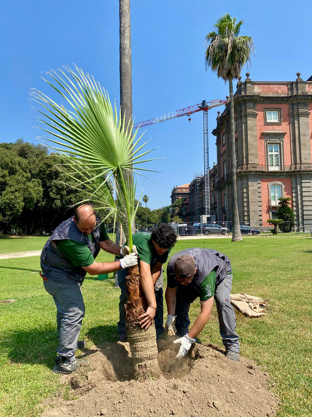 2025 06 19 Palma a Capodimonte3