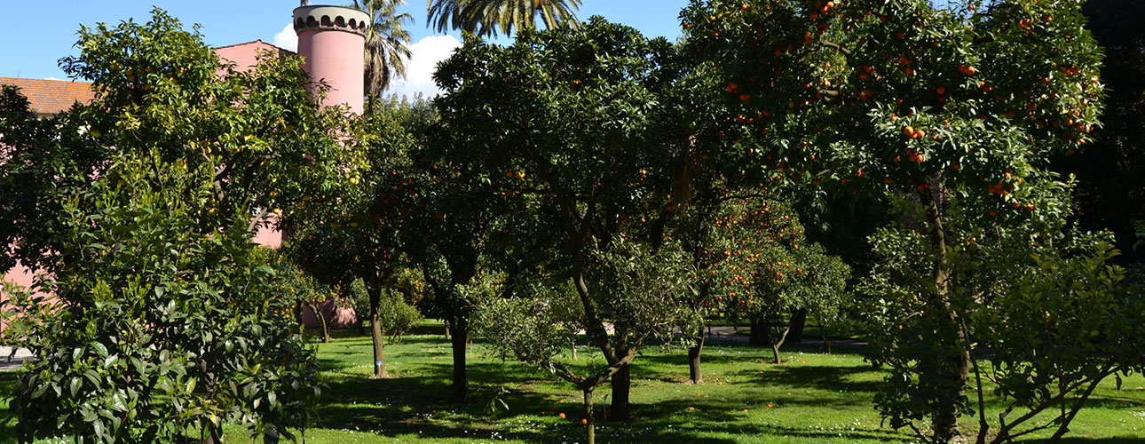 View of the citrus grove near the Castle.