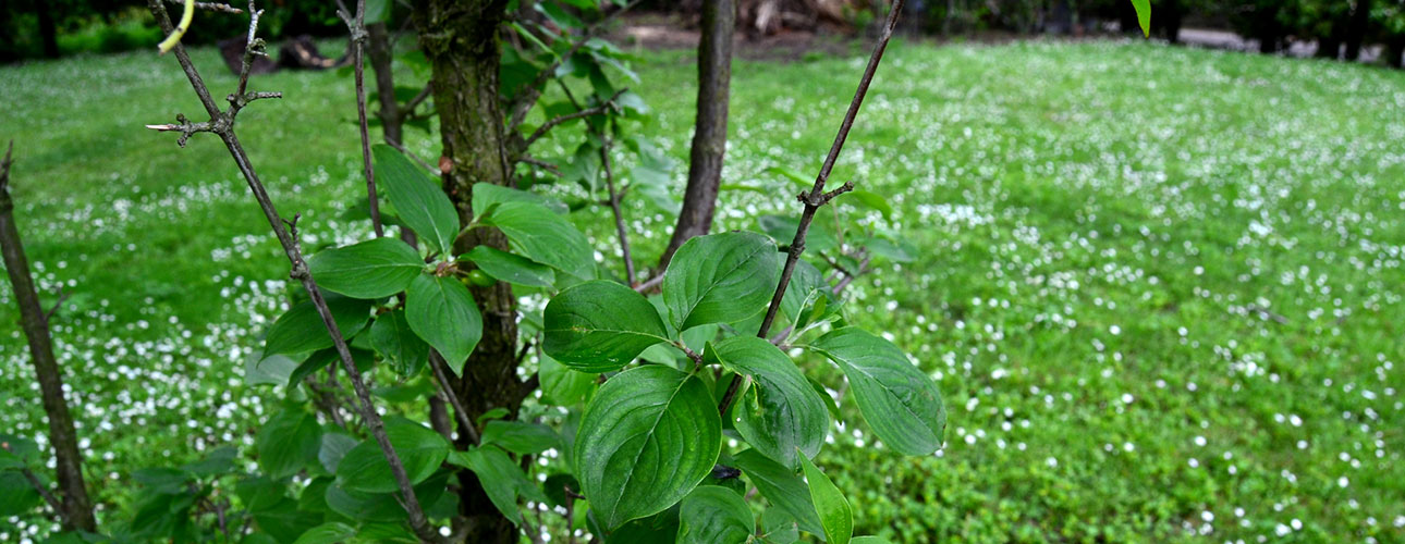 The cornelian cherry tree (Cornus mas L.), the abode of the nymph Kraneia.