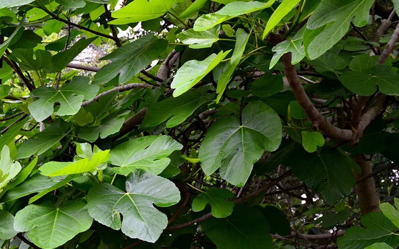 Amadriade ficus carica