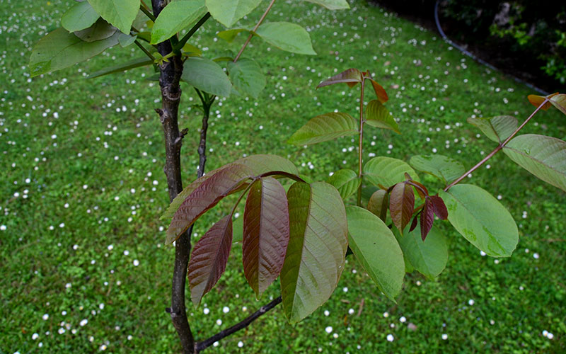 Amadriade juglans regia