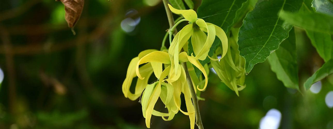 Fiore di Cananga odorata (Lam.) Hook.f. & Thomson, l’Ylang-ylang, una specie australasiatica molto usata nell’industria profumiera.