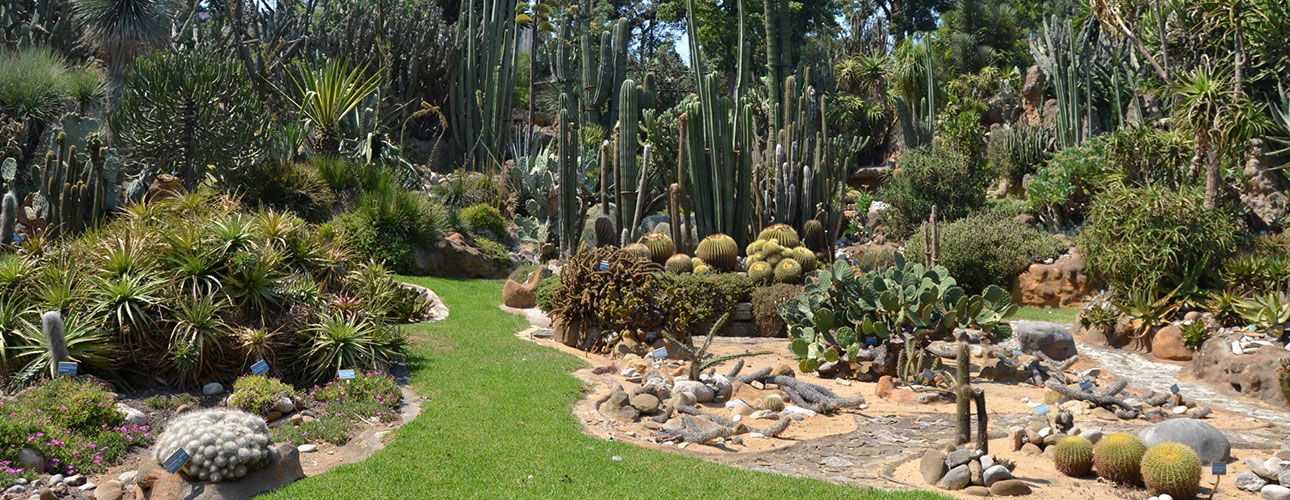 14. The Desert garden