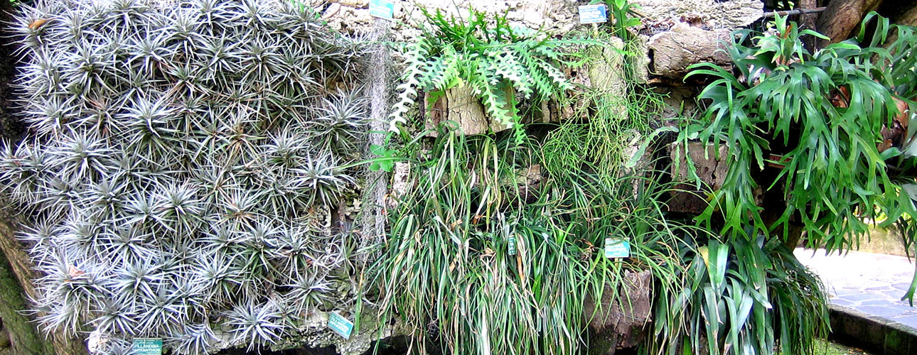Il pannello delle piante epifite nell’Orto botanico, di fronte al Deserto.