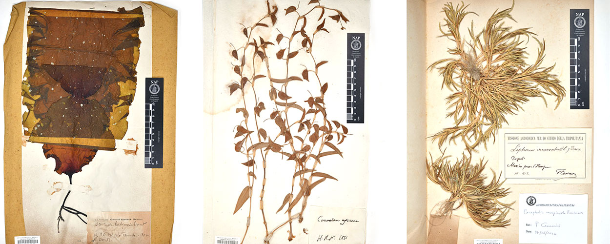 Herbarium specimens, from left to right, from the De Toni collection, the Tenore Herbarium, and the Cavara Tripolitania collection.