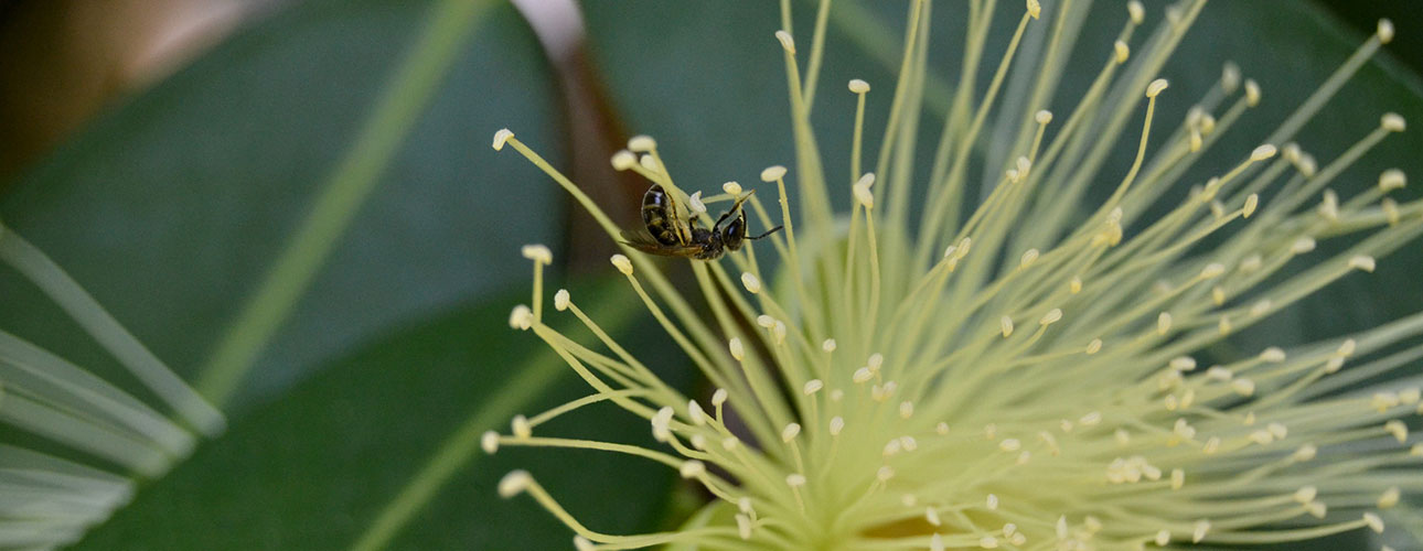 Particolare di un fiore di Eugenia jambos L., arbusto dell’Asia sudorientale, introdotto ampiamente altrove per motivi ornamentali e perché se ne mangiano i frutti.