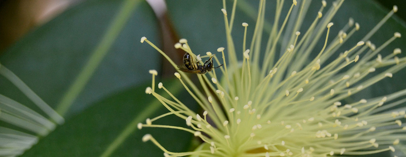 Close-up of a flower of Eugenia jambos L., a shrub native to Southeast Asia, widely introduced elsewhere for ornamental purposes and for its edible fruits.