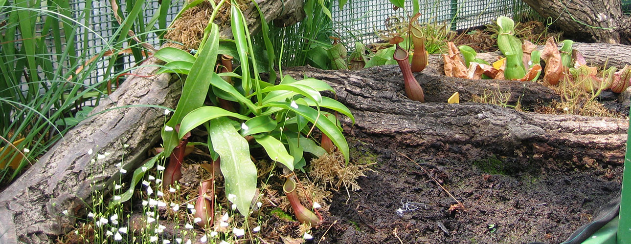 Una teca di piante insettivore all’Orto Botanico.