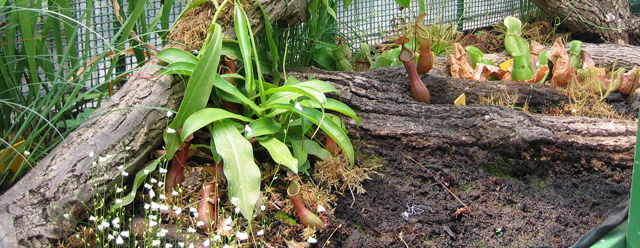 A showcase of insectivorous plants at the Botanical Garden.