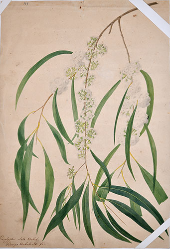 La collezione di disegni Eucalyptus elata