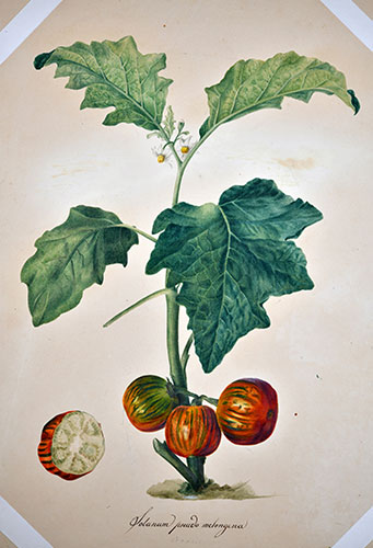 La collezione di disegni Solanum pseudo melongena
