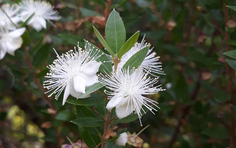 Macchia Mediterranea 12