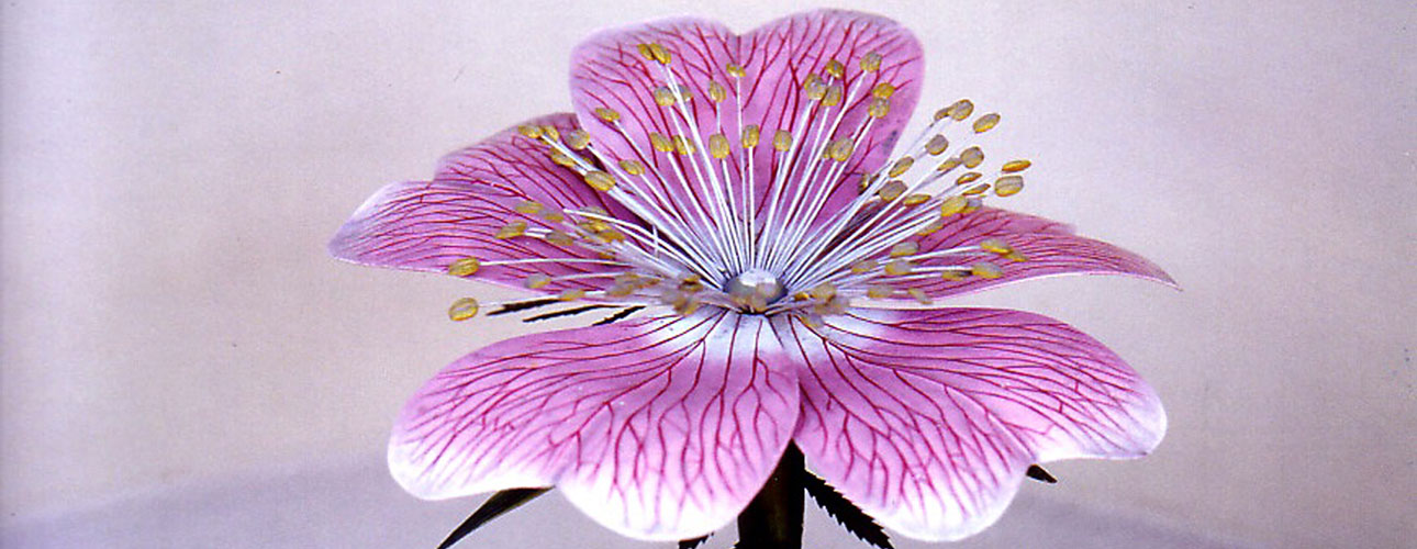 Modello di un fiore di Rosa canina L.