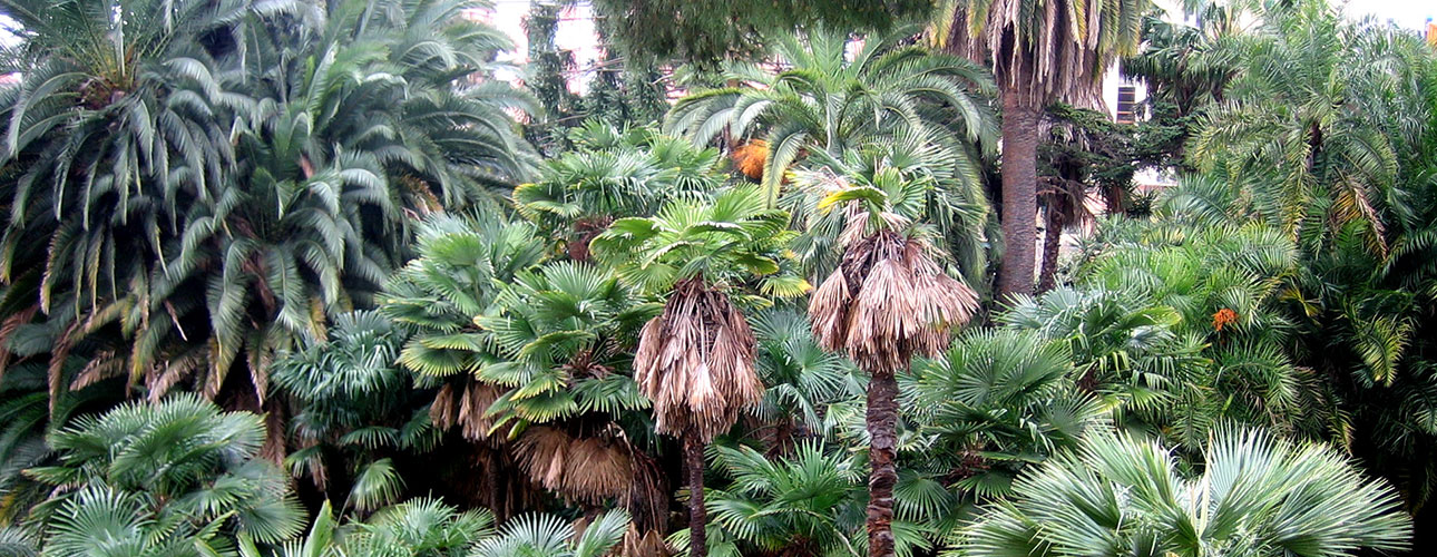 Vista dall’alto della collezione di palme.