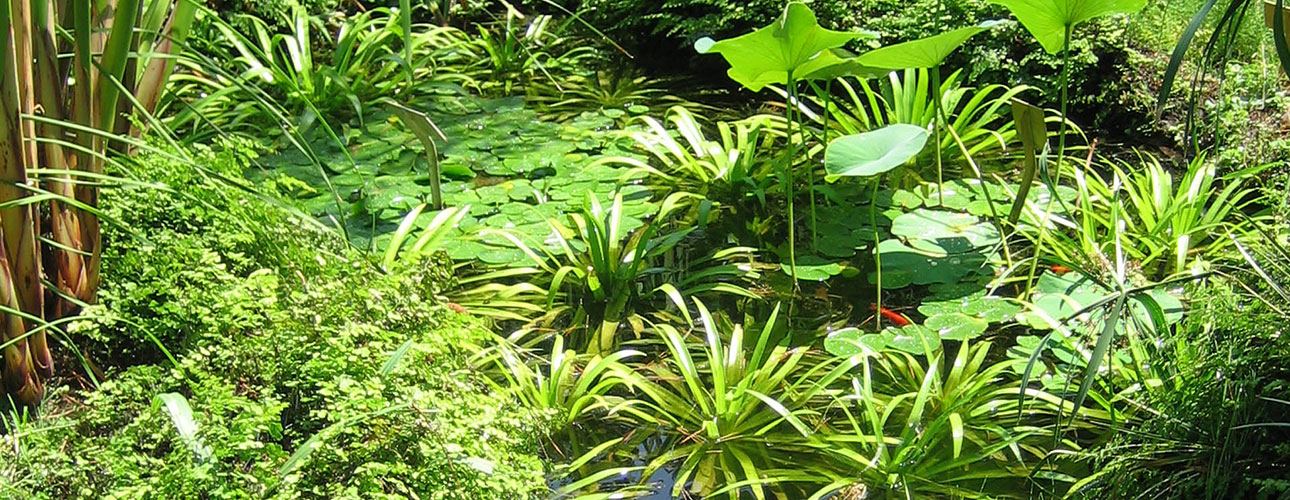 21. Aquatic plants