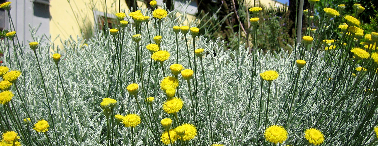 Blooming of Santolina neapolitana Jord. & Fourr.