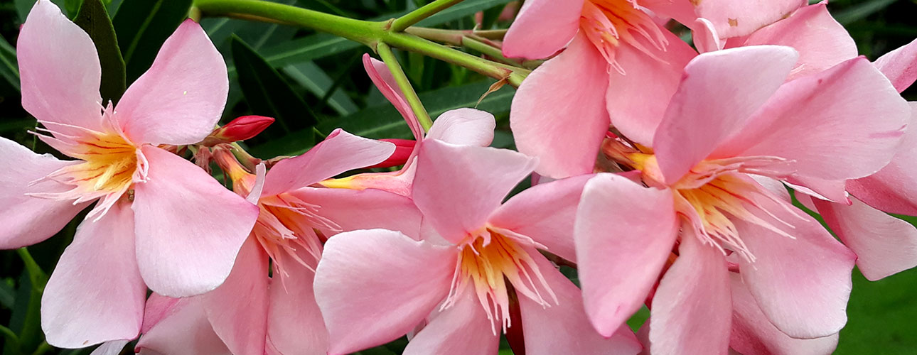 Fiori di oleandro (Nerium oleander L.).