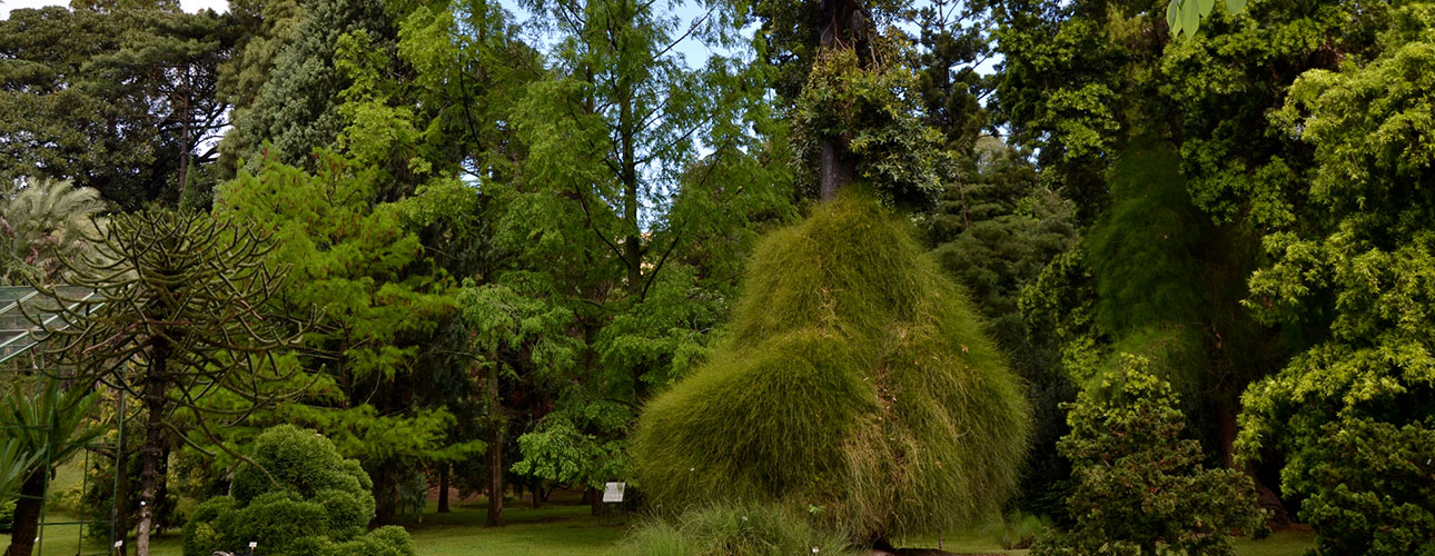 A view of the gymnosperm area.