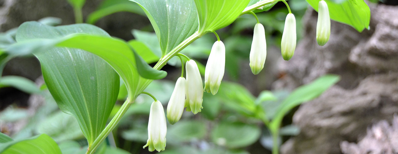 Solomon's seal, Polygonatum multifolorum (L.) All.