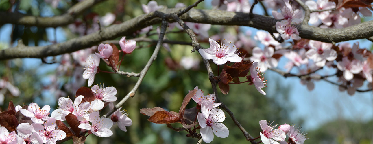 The blooms in the area dedicated to the progenitors of fruit trees are predominantly composed of plants from the Rosaceae family, which encompasses a great variety of temperate fruit-bearing species.