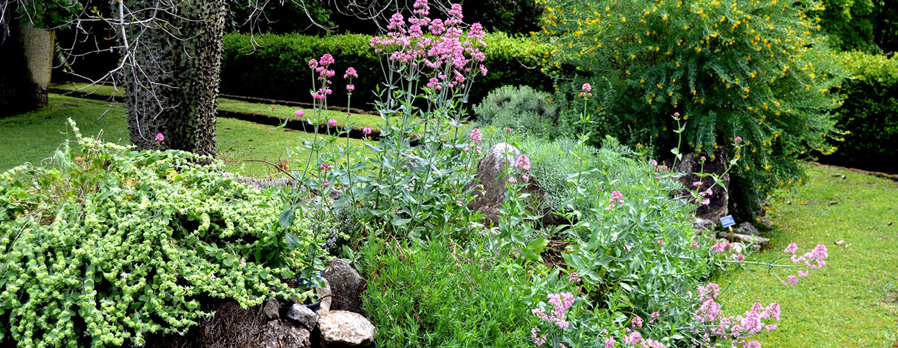 Overview of the rock garden. In the foreground, a blooming bush of Centranthus ruber (L.) DC.; the shrub with yellow flowers in the background is Medicago arborea L.