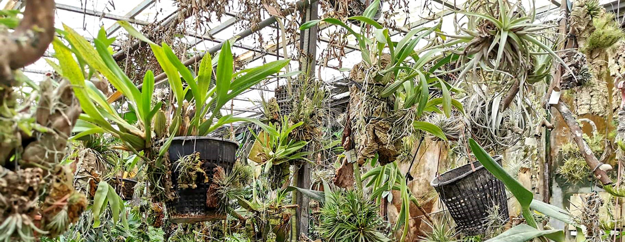 Overview of the fern and orchid greenhouse.