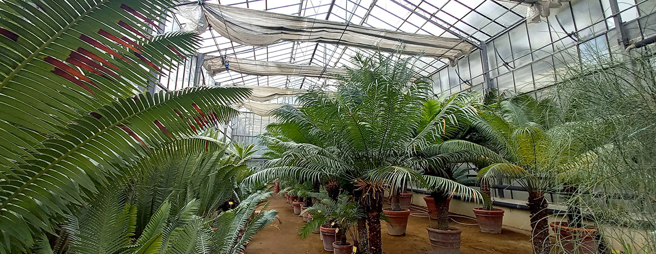 The cycad collection in the greenhouse.