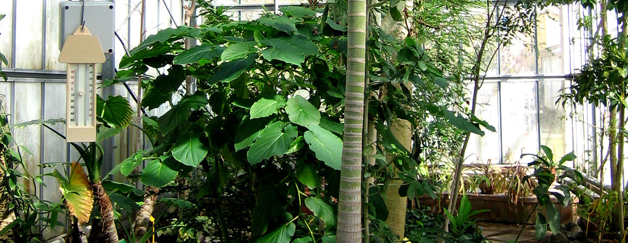 The warm-humid greenhouse.