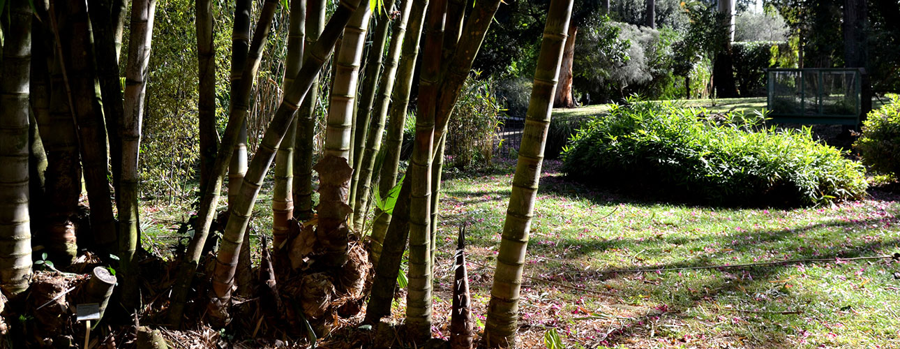29. Area dei bambù