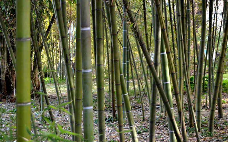 bambu 4
