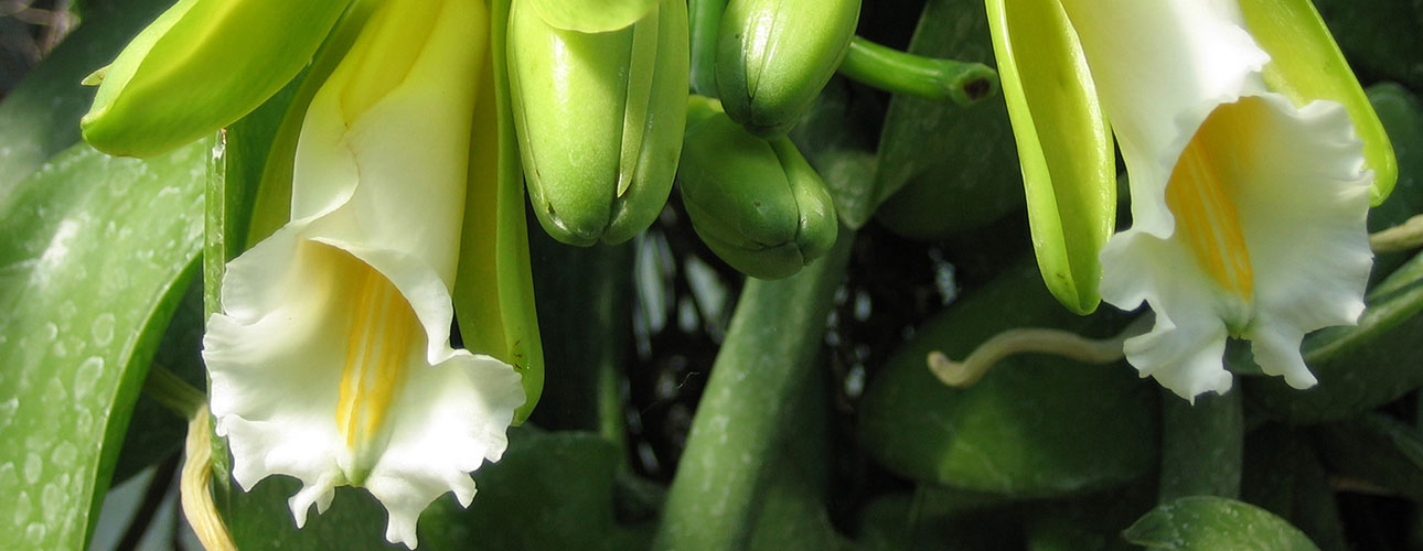 La vaniglia (Vanilla planifolia Andrews) è un’orchidea messicana oggi ampiamente coltivata in molti Paesi per ricavarne la famosa essenza.