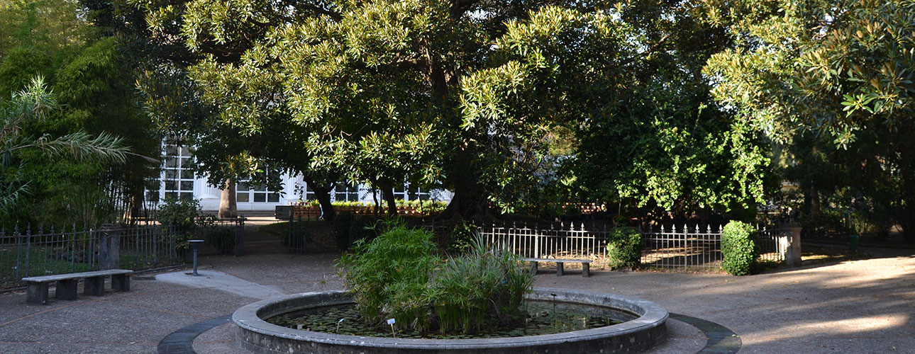The Moraceae area seen from the outside. In the background, a large specimen of Ficus macrophylla Pers., the Moreton Bay fig, which grows wild in Australia.