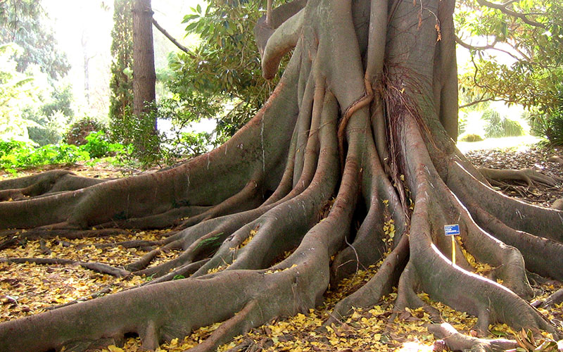 ficus 3