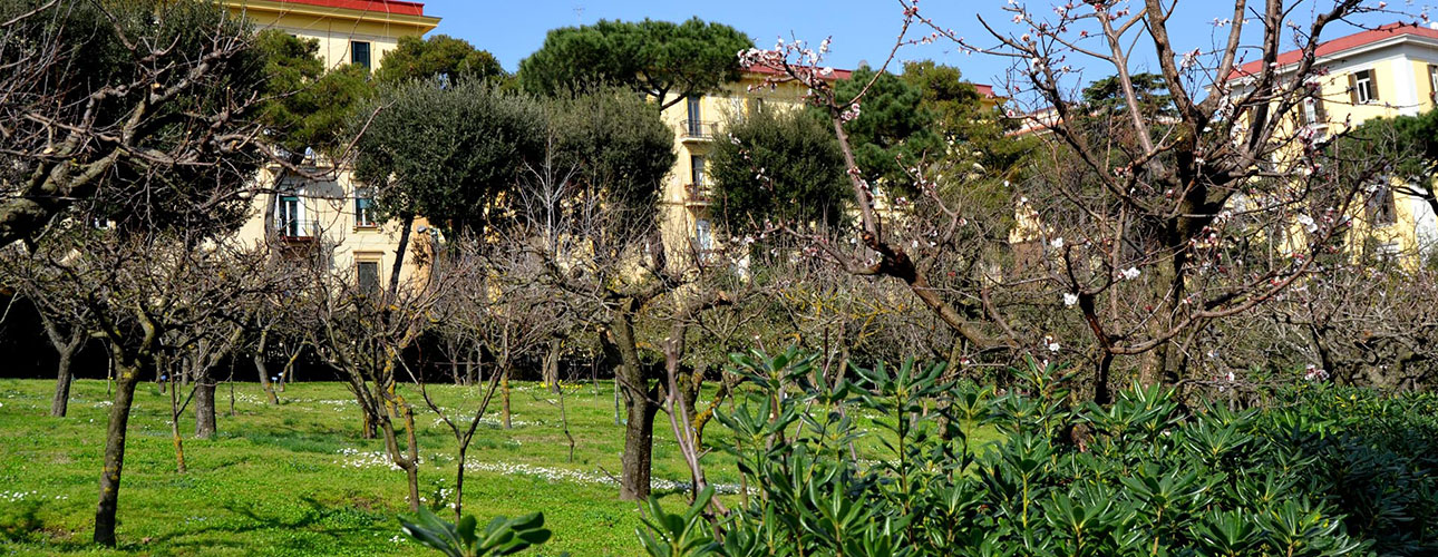 A view of the orchard at the beginning of spring.