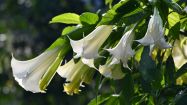 famiglie piante a fiore