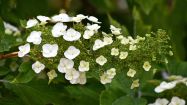 hydrangea arborescens