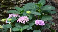 hydrangea macrophylla horben blue