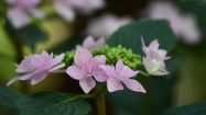 hydrangea macrophylla izu no hana