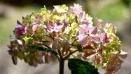 hydrangea macrophylla otaksa