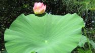 nelumbo foglia fiore