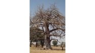 baobab adansonia digitata in burkina faso vetrina africa foto m billi