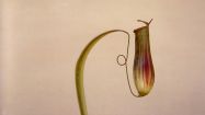 011 nepenthes destillatoria l