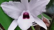 12 laelia ruberscens