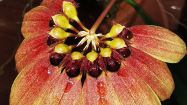 bulbophyllum mastersianum