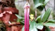 bulbophyllum plumatum